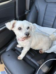 Found/Stray Female Dog last seen California and Chevy chase, Glendale, CA 91206