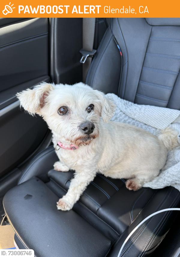 Found/Stray Female Dog last seen California and Chevy chase, Glendale, CA 91206