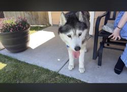 Found/Stray Male Dog last seen Chapel Hill and Finnhorse Ln, Pasco, WA 99301