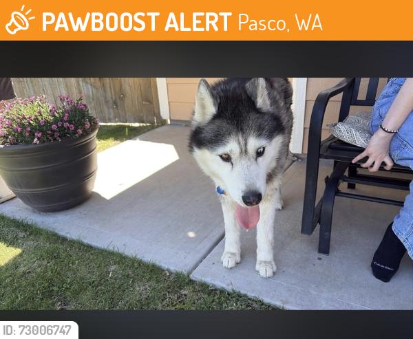 Found/Stray Male Dog last seen Chapel Hill and Finnhorse Ln, Pasco, WA 99301