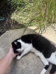 Found/Stray Unknown Cat last seen 109th and King, Overland Park, KS 66210