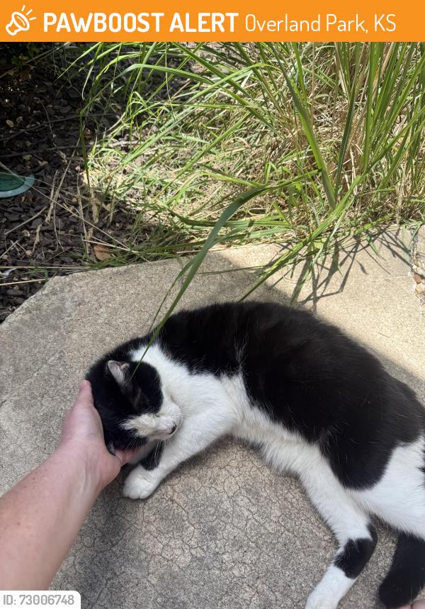 Found/Stray Unknown Cat last seen 109th and King, Overland Park, KS 66210
