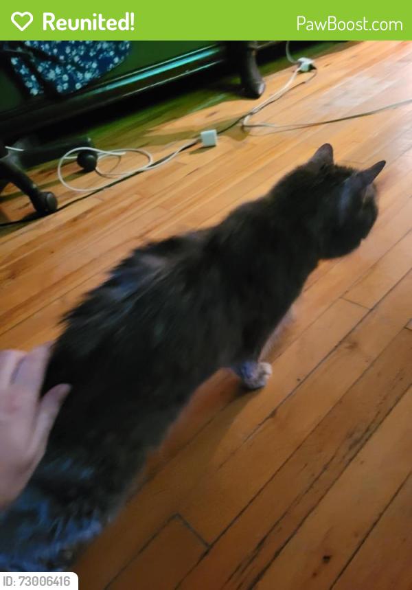 Reunited Female Cat last seen Near cremazie/foucher, Montréal, QC H2P 2C5