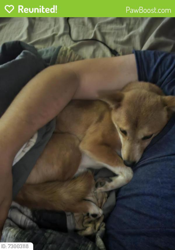 Reunited Female Dog last seen Murry & Pikes Peak, Colorado Springs, CO 80910