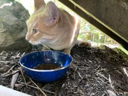 Found/Stray Unknown Cat last seen up hill from La Loma and Buena Vista Way, Berkeley, CA 94708