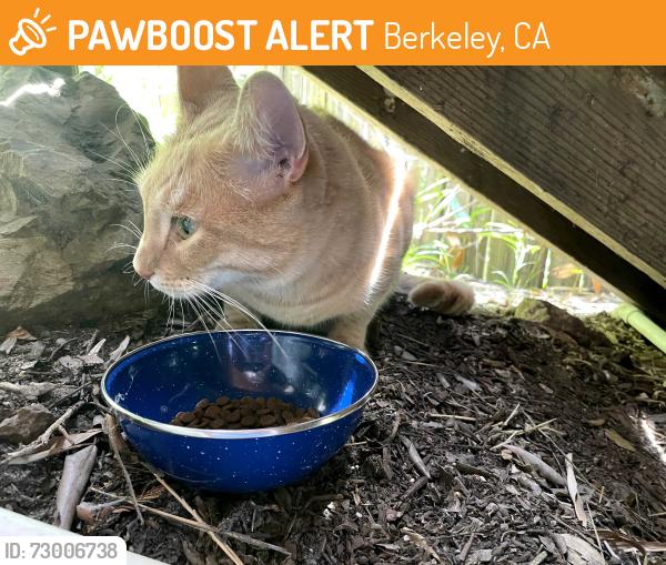 Found/Stray Unknown Cat last seen up hill from La Loma and Buena Vista Way, Berkeley, CA 94708