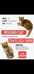 Lost Male Cat last seen near the apmts and cemetary, Corvallis, OR 97333