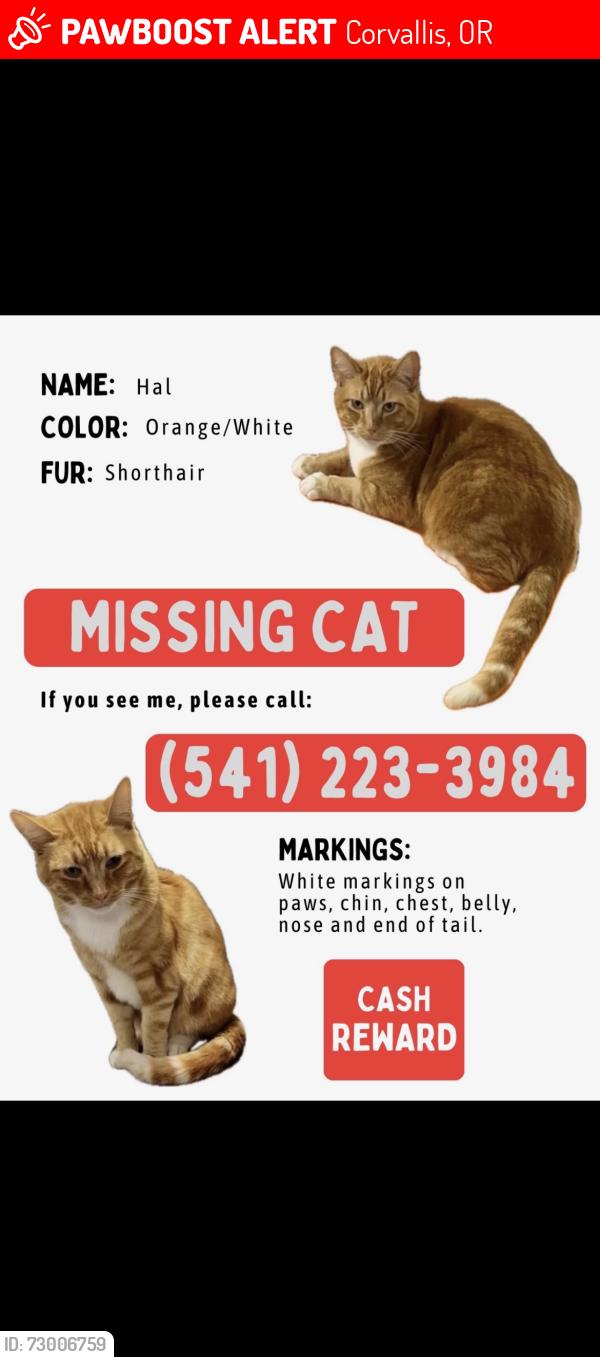 Lost Male Cat last seen near the apmts and cemetary, Corvallis, OR 97333