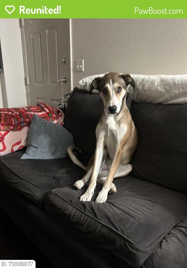 Reunited Male Dog last seen 120th street and south Boulder rd, Lafayette CO 80026, Lafayette, CO 80026