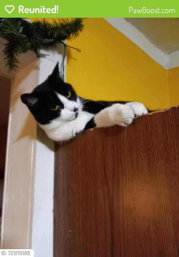 Reunited Female Cat last seen Wallgreen Street, Poplar St., Jeannette, PA 15644