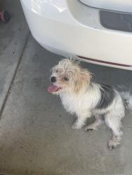 Found/Stray Male Dog last seen Thelma loop, Tracy, CA 95377