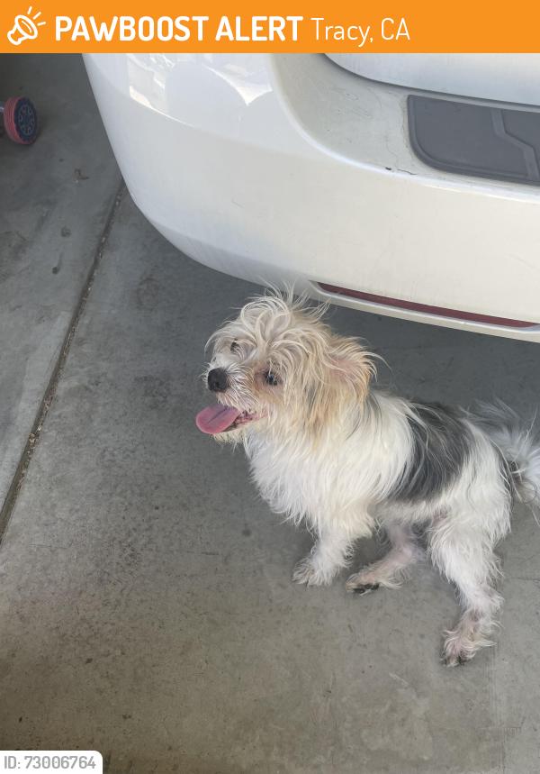 Found/Stray Male Dog last seen Thelma loop, Tracy, CA 95377