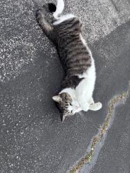 Found/Stray Male Cat last seen Armerina Drive, Bear, DE 19701