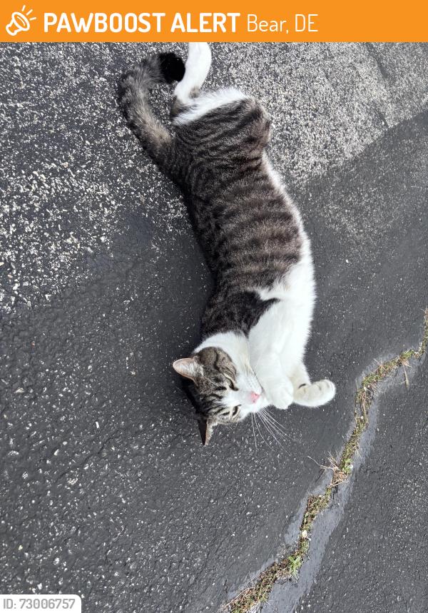 Found/Stray Male Cat last seen Armerina Drive, Bear, DE 19701