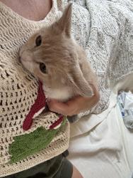 Reunited Male Cat last seen Pier and highland, Santa Monica, CA 90405