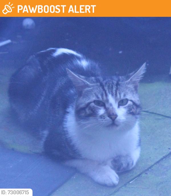 Found/Stray Unknown Cat last seen the Rally park, Leicester, England LE3