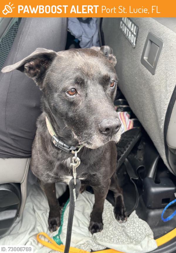 Found/Stray Unknown Dog last seen Port St Lucie, Port St. Lucie, FL 34986