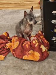 Lost Male Dog last seen 6th st w and James st, Lehigh Acres, FL 33971