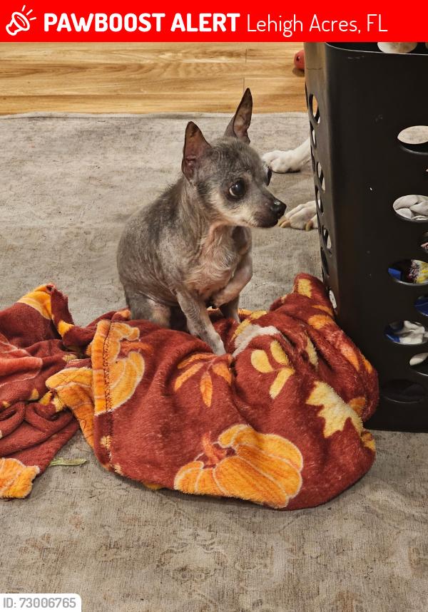 Lost Male Dog last seen 6th st w and James st, Lehigh Acres, FL 33971