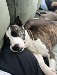 Found/Stray Female Dog last seen Georgia State University , Atlanta, GA 30315