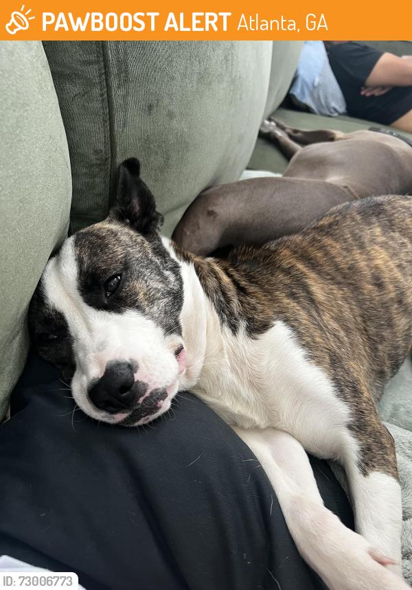Found/Stray Female Dog last seen Georgia State University , Atlanta, GA 30315