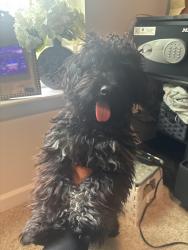 Found/Stray Male Dog last seen Summit rd and deep river , High Point, NC 27265