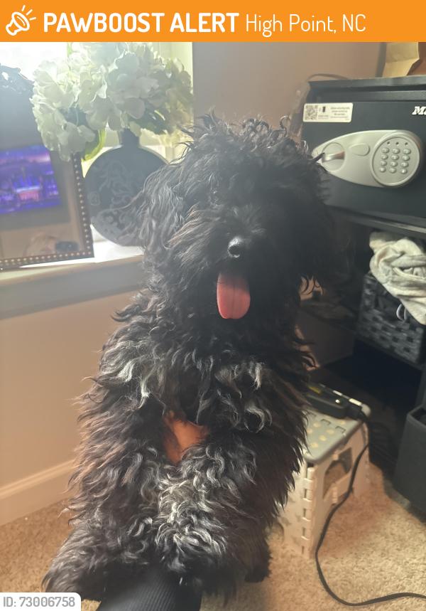 Found/Stray Male Dog last seen Summit rd and deep river , High Point, NC 27265