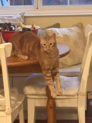 Reunited Male Cat last seen Near Perada dr , Walnut Creek, CA 94598