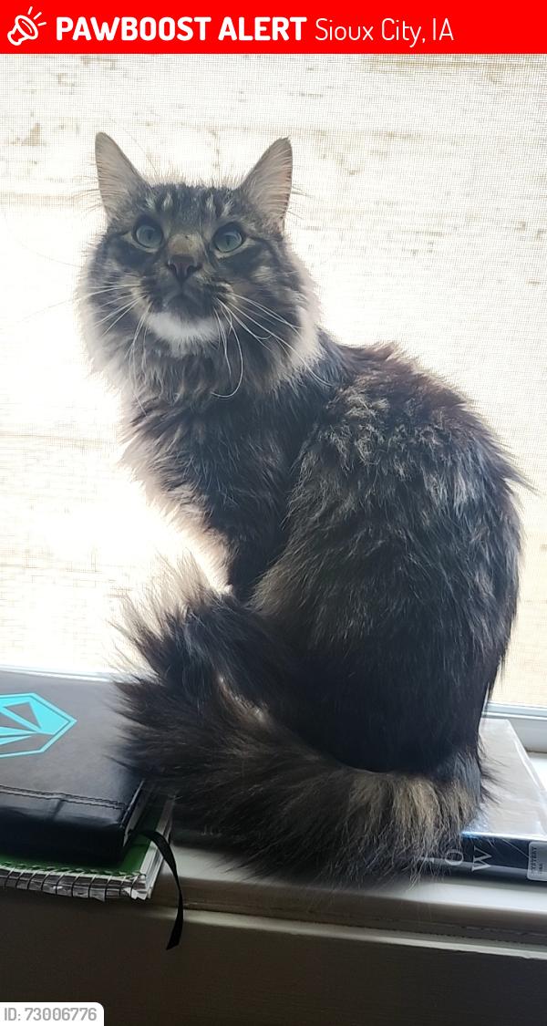 Lost Male Cat last seen Downtown Museum, Sioux City, IA 51101