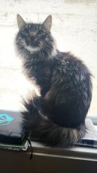 Lost Male Cat last seen Downtown Museum, Sioux City, IA 51101
