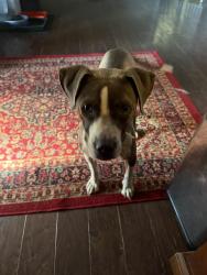 Found/Stray Female Dog last seen Worthville/Main Steet, Randleman, NC 27317