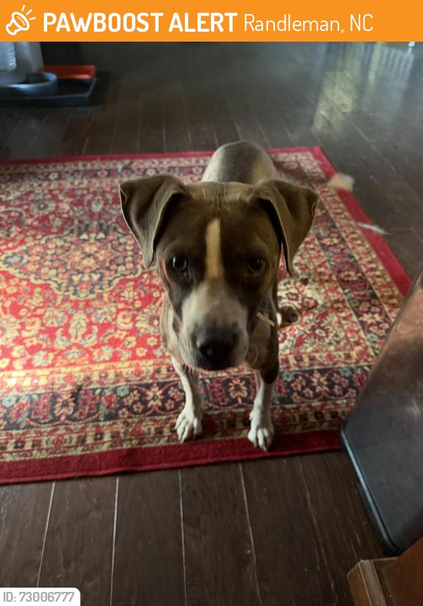 Found/Stray Female Dog last seen Worthville/Main Steet, Randleman, NC 27317