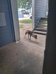 Found/Stray Unknown Dog last seen Near Chaucer Pl, Dallas, TX 75237, Dallas, TX 75237
