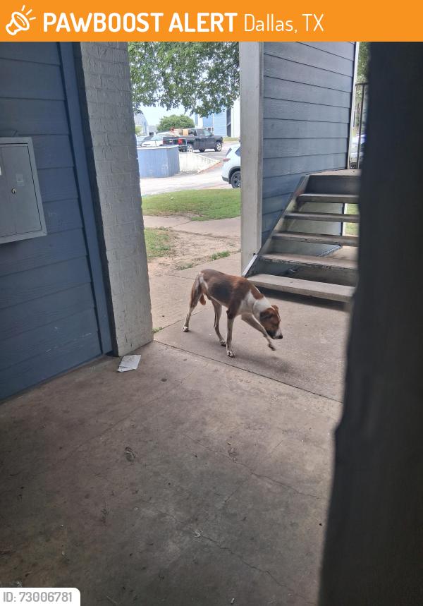 Found/Stray Unknown Dog last seen Near Chaucer Pl, Dallas, TX 75237, Dallas, TX 75237
