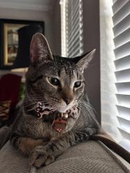 Lost Female Cat last seen Pine tree rd and east Pirate ave, Longview, TX 75604