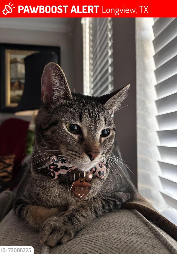 Lost Female Cat last seen Pine tree rd and east Pirate ave, Longview, TX 75604