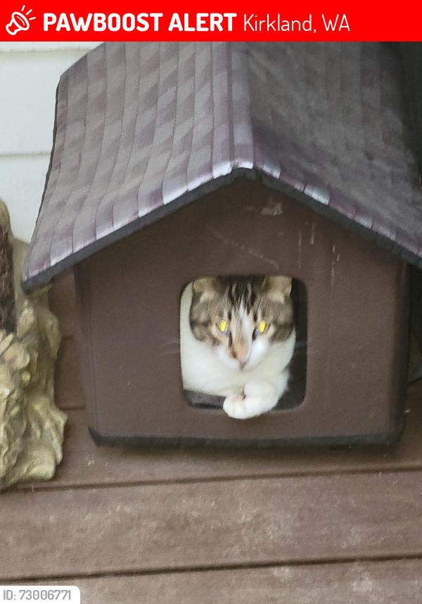 Lost Male Cat last seen 98th, Kirkland, WA 98034