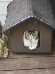 Lost Male Cat last seen 98th, Kirkland, WA 98034