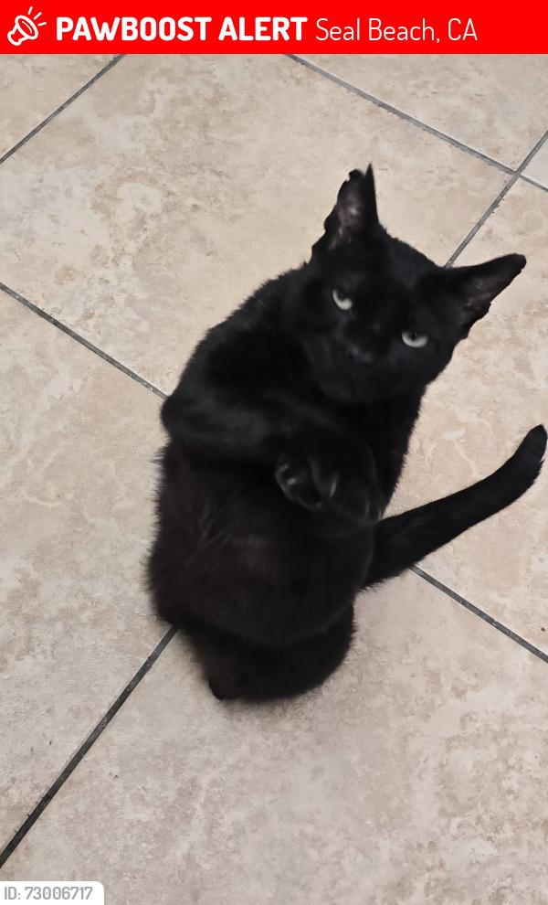 Lost Male Cat last seen Marlin Ave & Balboa Ave , Seal Beach, CA 90740