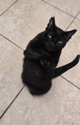 Lost Male Cat last seen Marlin Ave & Balboa Ave , Seal Beach, CA 90740