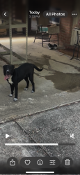 Found/Stray Unknown Dog last seen Vaughn Road Park, Montgomery, AL 36106