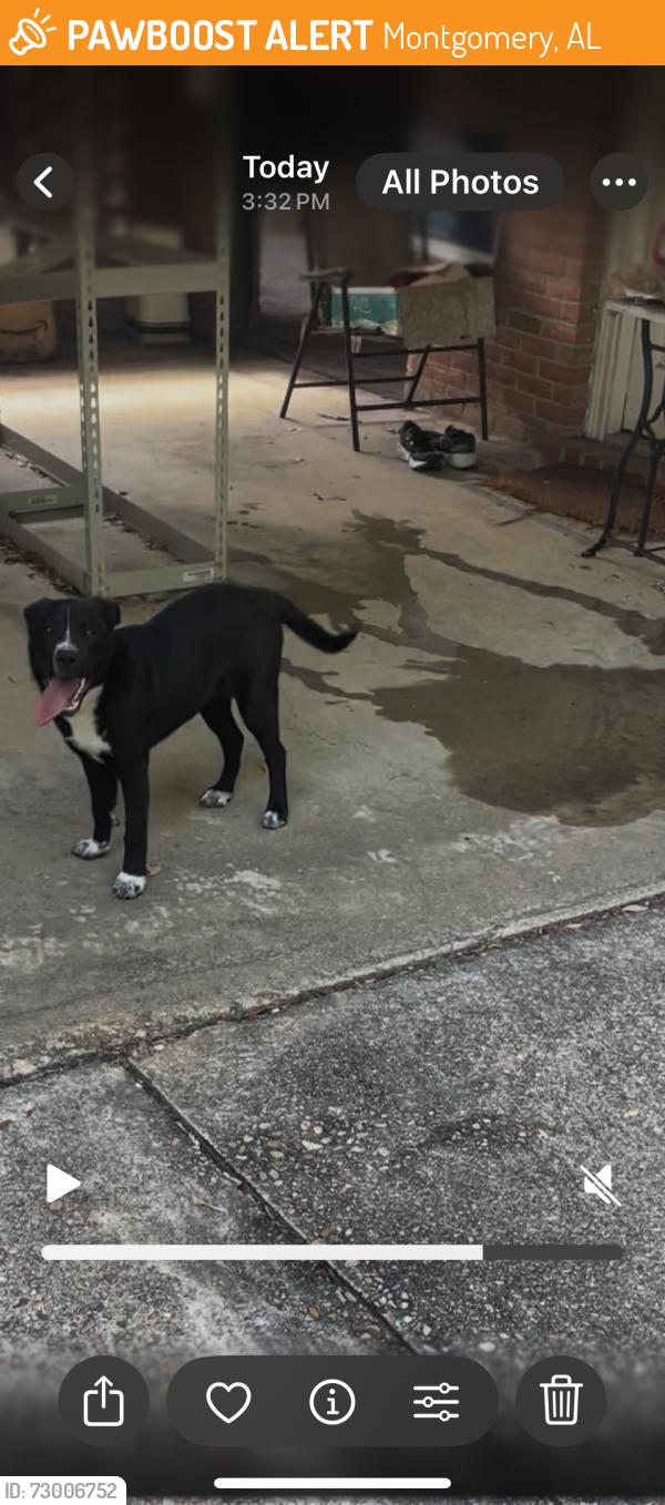 Found/Stray Unknown Dog last seen Vaughn Road Park, Montgomery, AL 36106
