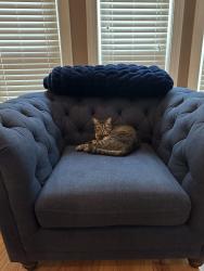 Lost Female Cat last seen Bentwater, Paulding County, GA 30101