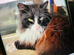 Lost Male Cat last seen Overlook Ridge Road and Highland Valley in Diamond Bar, Diamond Bar, CA 91765