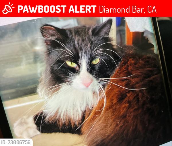 Lost Male Cat last seen Overlook Ridge Road and Highland Valley in Diamond Bar, Diamond Bar, CA 91765