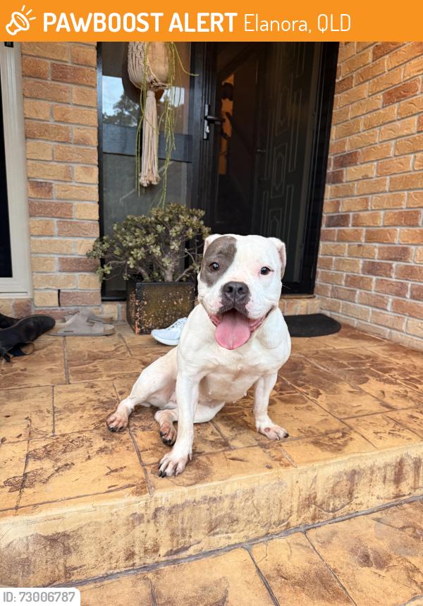 Found/Stray Female Dog last seen Balsa Street, Elanora, QLD 4221