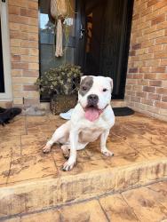 Found/Stray Female Dog last seen Balsa Street, Elanora, QLD 4221