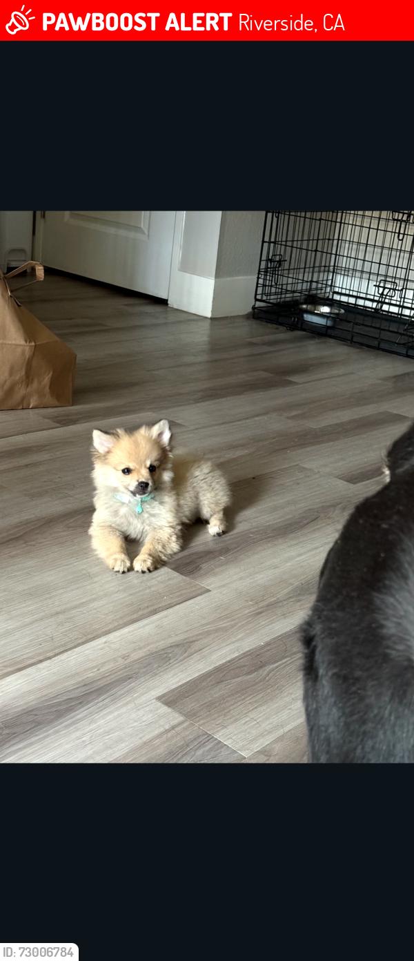 Lost Female Dog last seen Citrus Grove and Shaddock Circle , Riverside, CA 92508