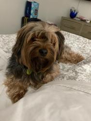 Lost Male Dog last seen Chiquita y el.dorado, Cape Coral, FL 33993
