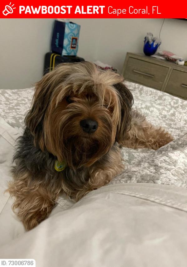 Lost Male Dog last seen Chiquita y el.dorado, Cape Coral, FL 33993